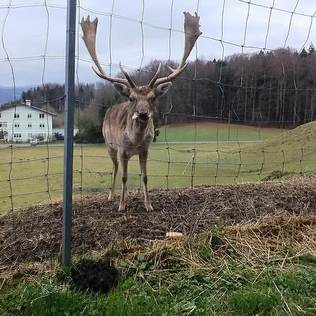 Pensionat Steinberger 2*