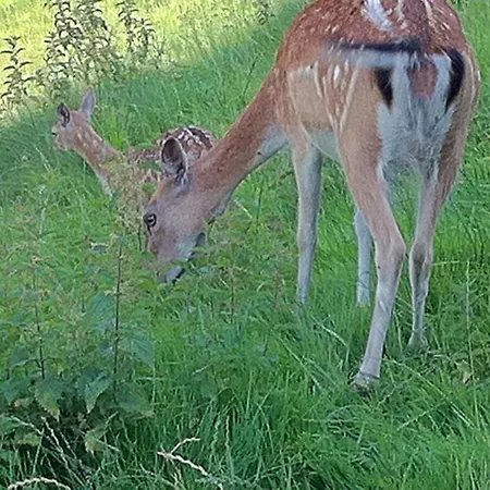 Steinberger Sankt Georgen im Attergau
