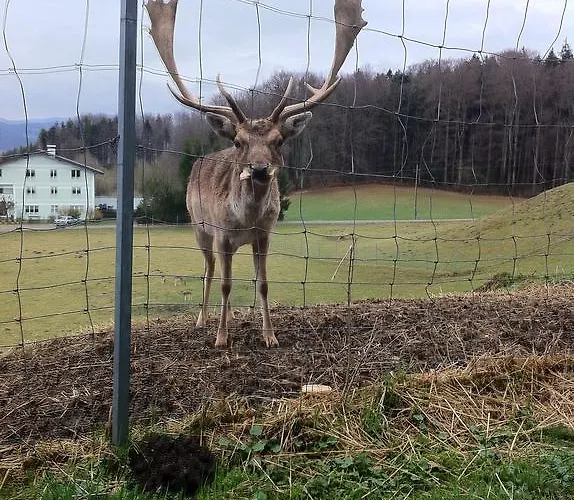 Penzion Steinberger 2*