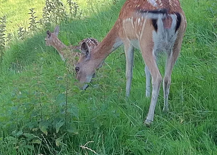 Steinberger Sankt Georgen im Attergau