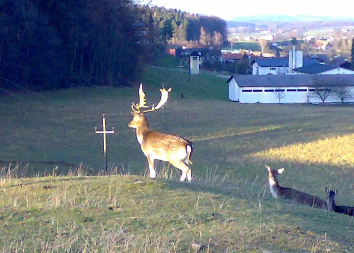 Steinberger 2* Sankt Georgen im Attergau